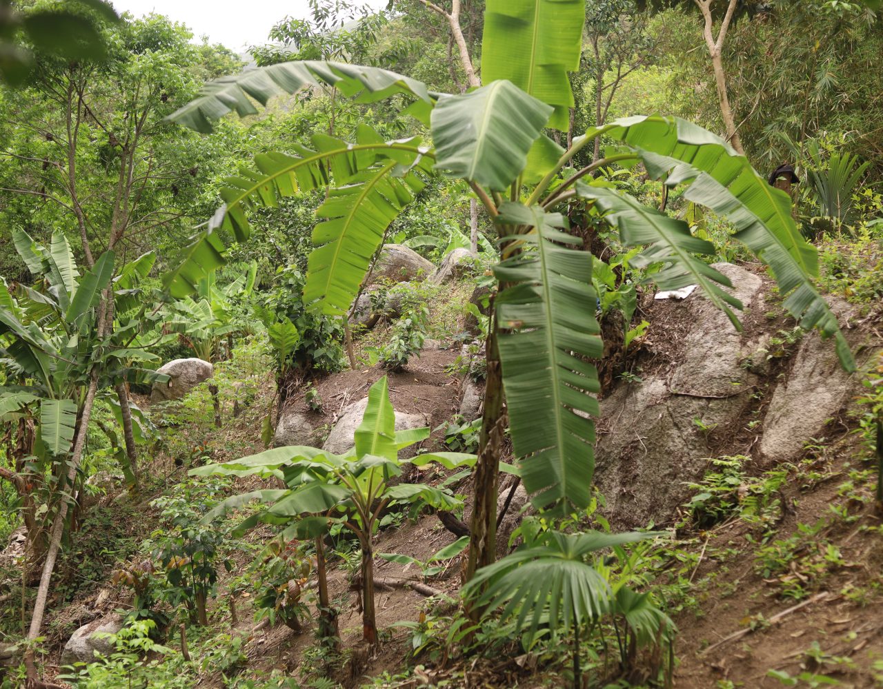 soberania a platano 2